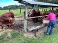 Australian farmer feeding beef cattle