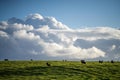 australian farming landscape in springtime with angus and murray grey cows growing beef cattle Royalty Free Stock Photo