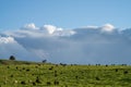 australian farming landscape in springtime with angus and murray grey cows growing beef cattle Royalty Free Stock Photo