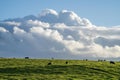 australian farming landscape in springtime with angus and murray grey cows growing beef cattle Royalty Free Stock Photo