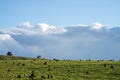 australian farming landscape in springtime with angus and murray grey cows growing beef cattle Royalty Free Stock Photo