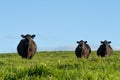 australian farming landscape in springtime with angus and murray grey cows growing beef cattle Royalty Free Stock Photo