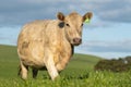 australian farming landscape in springtime with angus and murray grey cows growing beef cattle Royalty Free Stock Photo