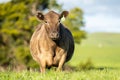 australian farming landscape in springtime with angus and murray grey cows growing beef cattle Royalty Free Stock Photo