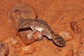 Fat tailed Gecko Royalty Free Stock Photo