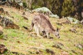 Australian wild Male Kangaroo in nature