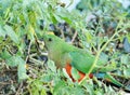 Australian female King Parrot, Alisterus Scapularis, native bird Royalty Free Stock Photo