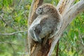 Australian female koala bear with a baby sleeping on a branch of eucalyptus tree in Victoria, Australia. Royalty Free Stock Photo