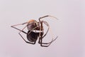 Australian Female Redback Spider with reflection Royalty Free Stock Photo