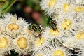 Australian Fiddler Beetles on gumtree blossoms Royalty Free Stock Photo