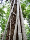 Australian Fig Ficus Rainforest Tree Close up of bark Royalty Free Stock Photo