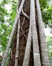 Australian Fig Ficus Rainforest Tree Close up of bark Royalty Free Stock Photo