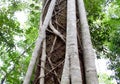 Australian Fig Ficus Rainforest Tree Close up of bark Royalty Free Stock Photo