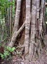 Australian Fig Ficus Rainforest Tree Close up of bark Royalty Free Stock Photo