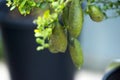 Australian Finger lime or Caviar Lime on tree.