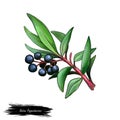 Australian Finger Lime Citrus australasica isolated digital art illustration with flower, fruit and seeds. Caviar lime