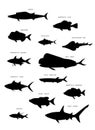 Australian fish silhouette. Vector set. Royalty Free Stock Photo