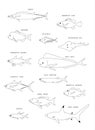 Australian fish. Vector outline.