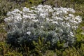 Australian Flannel Flower