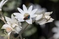 Australian Flannel Flowers Royalty Free Stock Photo