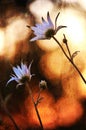 Australian Flannel Flowers watching the sunset Royalty Free Stock Photo