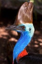 Australian flightless bird, the Cassowary Royalty Free Stock Photo