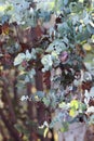 Australian flora background of sunlit ovate leaves of the Australian native Silver Dollar gum tree, Eucalyptus cinerea