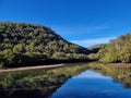 Australian Forest Reflected on the Apple Tree River Early in the Morning