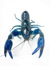 Australian Freshwater Blue Yabby Yabbie