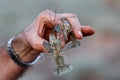 Freshwater Crayfish Royalty Free Stock Photo