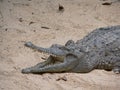 Australian freshwater crocodile