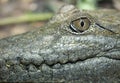 Australian freshwater crocodile Royalty Free Stock Photo