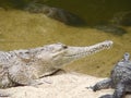 Australian freshwater crocodile Royalty Free Stock Photo