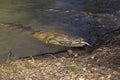 Australian Freshwater Crocodile, crocodylus johnstoni, Adult eating Fish, Australia Royalty Free Stock Photo