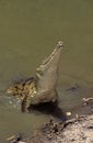 Australian Freshwater Crocodile, crocodylus johnstoni, Adult emerging from Water