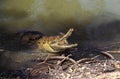 Australian Freshwater Crocodile, crocodylus johnstoni, Adult with Open Mouth, Defensive Posture, Australia