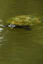 Australian freshwater turtle Royalty Free Stock Photo