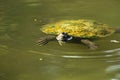 Australian freshwater turtle Royalty Free Stock Photo