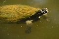 Australian freshwater turtle Royalty Free Stock Photo