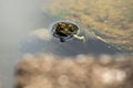 Australian freshwater turtle Royalty Free Stock Photo