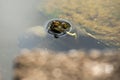 Australian freshwater turtle
