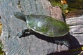 Australian Freshwater Turtle Full Body Royalty Free Stock Photo