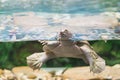 Australian freshwater turtle