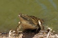 AUSTRALIAN FRESWATER CROCODILE crocodylus johnstoni, ADULT EMERGING FROM WATER, AUSTRALIA Royalty Free Stock Photo