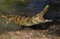 Australian Freswater Crocodile, crocodylus johnstoni, Adult with Open Mouth, Defensive Posture, Australia Royalty Free Stock Photo