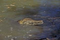 AUSTRALIAN FRESWATER CROCODILE crocodylus johnstoni, HEAD OF ADULT COMING OUT OF WATER, AUSTRALIA Royalty Free Stock Photo