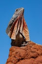 Australian Frilled Lizard Royalty Free Stock Photo