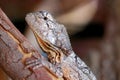 Australian frilled neck lizard