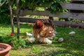 Australian Frizzle hen with chicks Gallus gallus domesticus