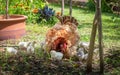 Australian Frizzle hen with chicks Gallus gallus domesticus exploring garden